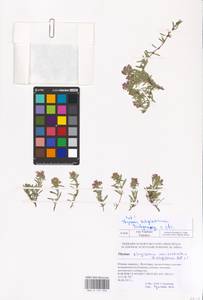 MHA 0 157 025, Thymus kirgisorum Dubj., Eastern Europe, Lower Volga region (E9) (Russia)