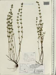 Clinopodium acinos (L.) Kuntze, Eastern Europe, North-Western region (E2) (Russia)