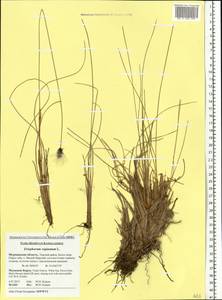 Eriophorum vaginatum L., Eastern Europe, Northern region (E1) (Russia)