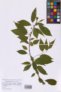 Prunus pensylvanica L.fil., Eastern Europe, Moscow region (E4a) (Russia)