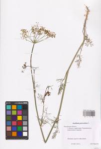 Anethum graveolens L., Eastern Europe, Central region (E4) (Russia)