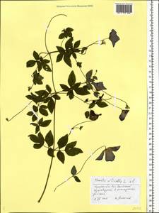 Clematis viticella L., Eastern Europe, Central region (E4) (Russia)