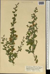 Lespedeza davurica (Laxm.)Schindl., Mongolia (MONG) (Mongolia)