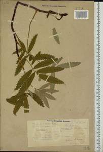 Comarum palustre L., Eastern Europe, Volga-Kama region (E7) (Russia)