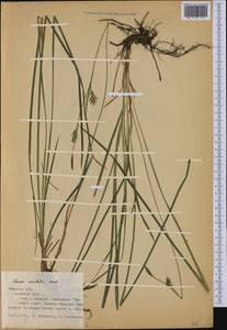 Carex michelii Host, Eastern Europe, Central forest-and-steppe region (E6) (Russia)