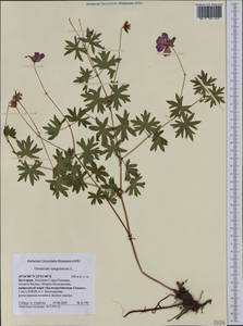 Geranium sanguineum L., Western Europe (EUR) (Bulgaria)