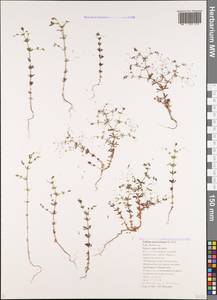 Galium tenuissimum M.Bieb., Caucasus, Black Sea Shore (from Novorossiysk to Adler) (K3) (Russia)