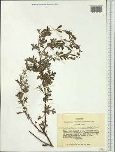 Chrysanthemum sinuatum Ledeb., Siberia, Altai & Sayany Mountains (S2) (Russia)