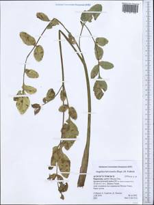 Angelica brevicaulis (Rupr.) B. Fedtsch., Middle Asia, Northern & Central Tian Shan (M4) (Kyrgyzstan)