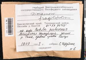 Dicranum fragilifolium Lindb., Bryophytes, Bryophytes - Krasnoyarsk Krai, Tyva & Khakassia (B17) (Russia)