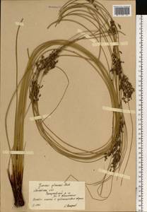 Juncus inflexus L., Eastern Europe, Central region (E4) (Russia)