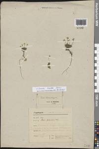 Draba lactea Adams, Eastern Europe, Northern region (E1) (Russia)