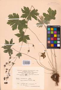 Geranium phaeum L., Eastern Europe, West Ukrainian region (E13) (Ukraine)