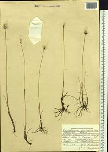 Eriophorum scheuchzeri Hoppe, Siberia, Western Siberia (S1) (Russia)
