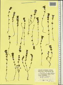 Euphrasia ×vernalis List, Eastern Europe, Northern region (E1) (Russia)