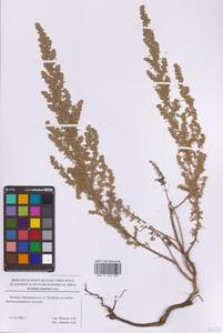 Artemisia austriaca Jacq., Eastern Europe, Moscow region (E4a) (Russia)