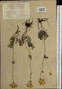 Thalictrum petaloideum L., Siberia, Altai & Sayany Mountains (S2) (Russia)