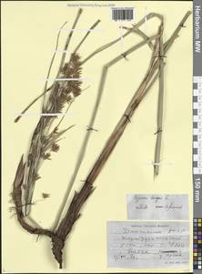 Cyperus longus L., Caucasus, Dagestan (K2) (Russia)