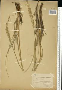 Leymus arenarius (L.) Hochst., Eastern Europe, Northern region (E1) (Russia)