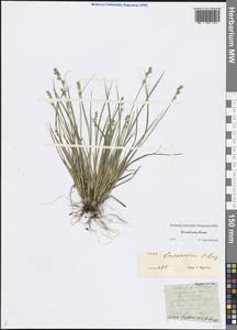 Carex lapponica O.Lang, Eastern Europe, Northern region (E1) (Russia)