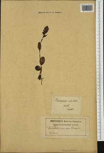 Dactylorhiza viridis (L.) R.M.Bateman, Pridgeon & M.W.Chase, Western Europe (EUR) (Poland)