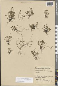 Halerpestes sarmentosus (Adams) Kom., Siberia, Baikal & Transbaikal region (S4) (Russia)