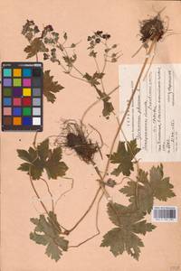 Geranium phaeum L., Eastern Europe, West Ukrainian region (E13) (Ukraine)