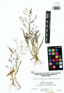 Panicum miliaceum L., Siberia, Baikal & Transbaikal region (S4) (Russia)