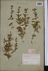 Scutellaria, Botanic gardens and arboreta (GARD) (Russia)