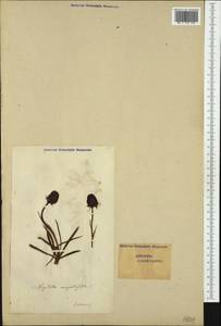 Gymnadenia nigra (L.) Rchb.f., Western Europe (EUR) (Switzerland)