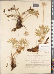 Pulsatilla patens subsp. multifida (Pritz.) Zāmelis, Siberia, Yakutia (S5) (Russia)