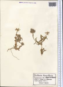 Epilasia hemilasia (Bunge) C. B. Cl., Middle Asia, Karakum (M6) (Turkmenistan)