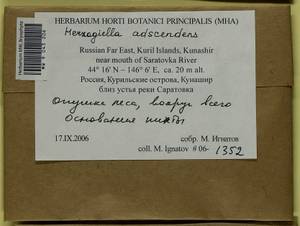 Aquilonium adscendens (Lindb.) Hedenäs, Schlesak & D. Quandt, Bryophytes, Bryophytes - Russian Far East (excl. Chukotka & Kamchatka) (B20) (Russia)