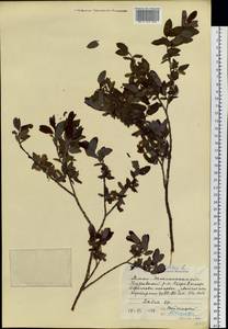 Salix myrtilloides L., Siberia, Western Siberia (S1) (Russia)