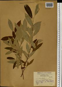 Salix triandra L., Siberia, Russian Far East (S6) (Russia)