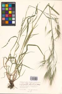 Bromus sterilis L., Eastern Europe, Moscow region (E4a) (Russia)