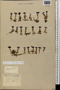 Gentiana dshimilensis K.Koch, Caucasus, South Ossetia (K4b) (South Ossetia)