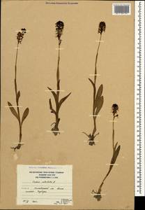 Neotinea ustulata (L.) R.M.Bateman, Pridgeon & M.W.Chase, Caucasus, South Ossetia (K4b) (South Ossetia)