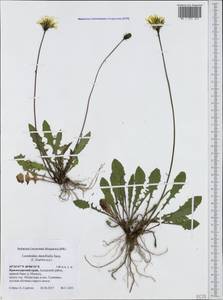 Leontodon hispidus subsp. danubialis (Jacq.) Simonk., Caucasus, Krasnodar Krai & Adygea (K1a) (Russia)