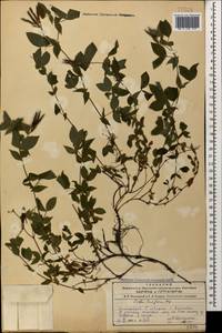Lathyrus laxiflorus (Desf.) Kuntze, Caucasus, Azerbaijan (K6) (Azerbaijan)