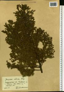 Juniperus communis var. saxatilis Pall., Eastern Europe, West Ukrainian region (E13) (Ukraine)