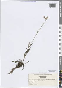 Viscaria vulgaris Röhl., Eastern Europe, Middle Volga region (E8) (Russia)