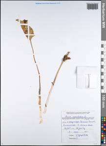 Arum maculatum L., Caucasus, Black Sea Shore (from Novorossiysk to Adler) (K3) (Russia)