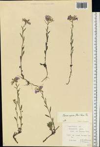 Clausia aprica (Stephan) Korn.-Trotzky, Eastern Europe, Lower Volga region (E9) (Russia)