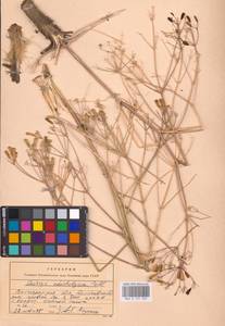 Prangos odontalgica (Pall.) Herrnst. & Heyn, Eastern Europe, Lower Volga region (E9) (Russia)