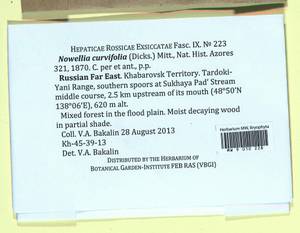 Nowellia curvifolia (Dicks.) Mitt., Bryophytes, Bryophytes - Russian Far East (excl. Chukotka & Kamchatka) (B20) (Russia)
