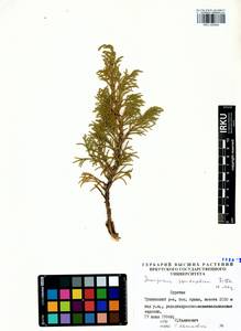 Juniperus pseudosabina Fisch. & C.A.Mey., Siberia, Baikal & Transbaikal region (S4) (Russia)