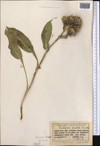 Saussurea sordida Kar. & Kir., Middle Asia, Northern & Central Tian Shan (M4) (Kyrgyzstan)