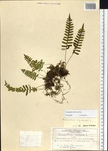 Polypodium sibiricum Sipliv., Siberia, Altai & Sayany Mountains (S2) (Russia)