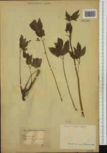 Apiaceae, Eastern Europe, Estonia (E2c) (Estonia)
